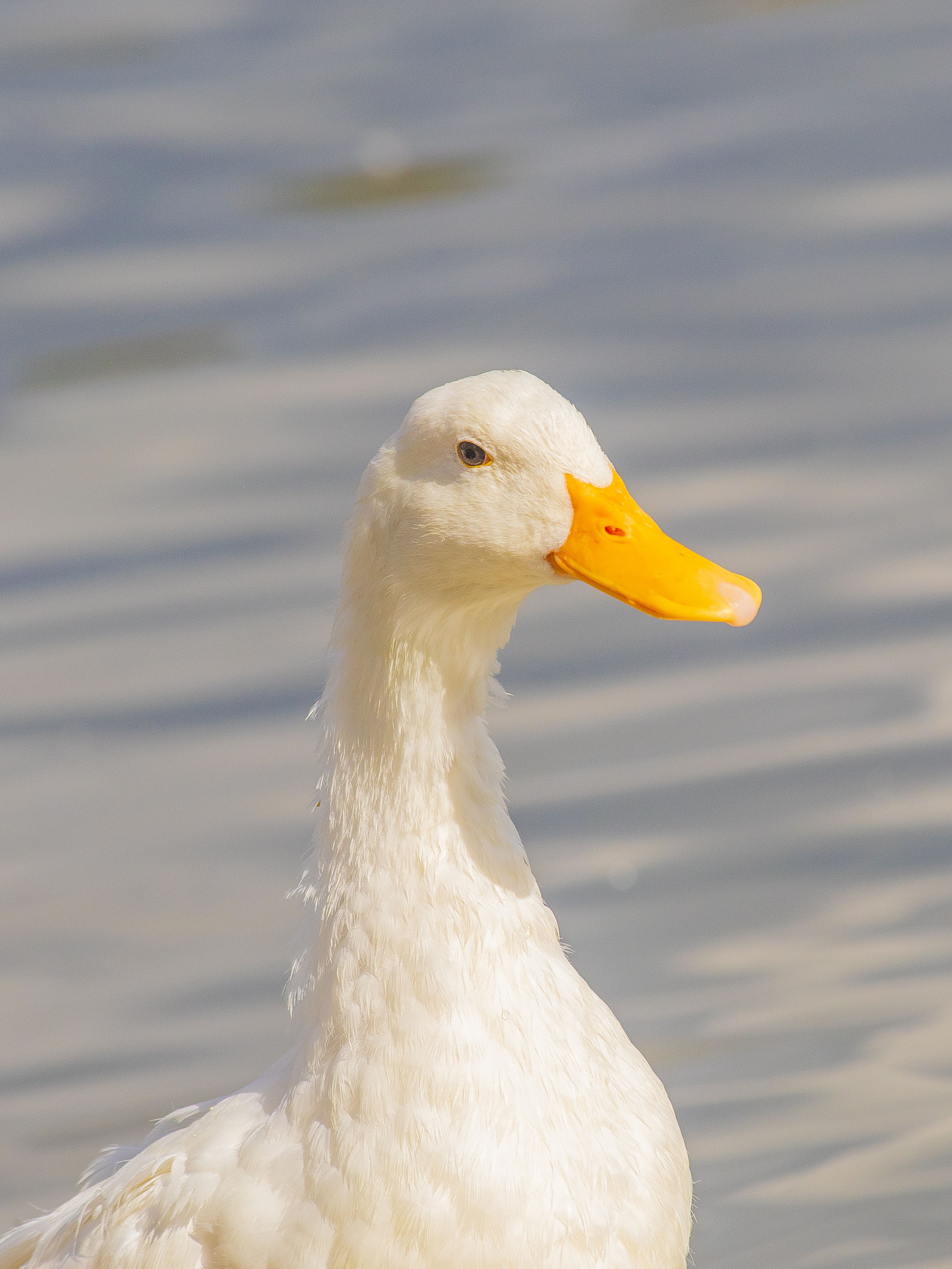 A duck with a yellow beak is swimming in the water · Free Stock Photo