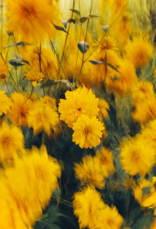 Free Close-up of vibrant yellow cosmos flowers in full bloom, capturing the beauty of summer. Stock Photo