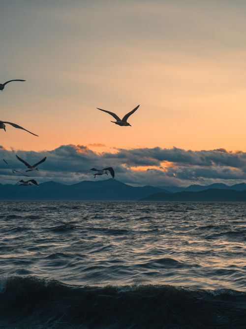 Free A serene image of seagulls flying over the ocean with mountains in the background during sunset. Stock Photo