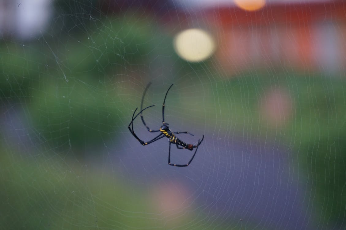 무료 Argiope 거미의 매크로 사진 스톡 사진