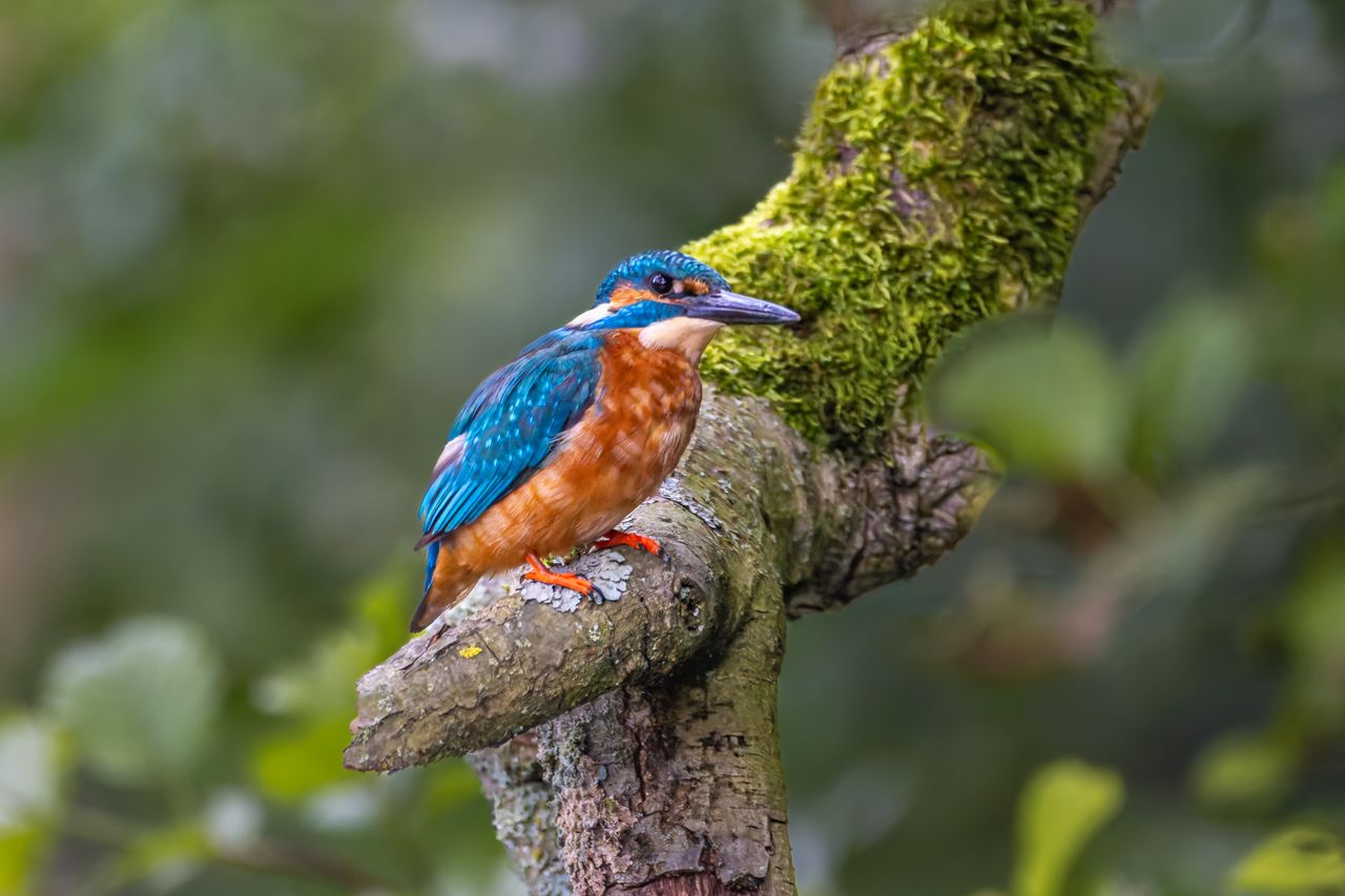 a beautiful kingfisher resting on a mossy branch showcasing its vivid
