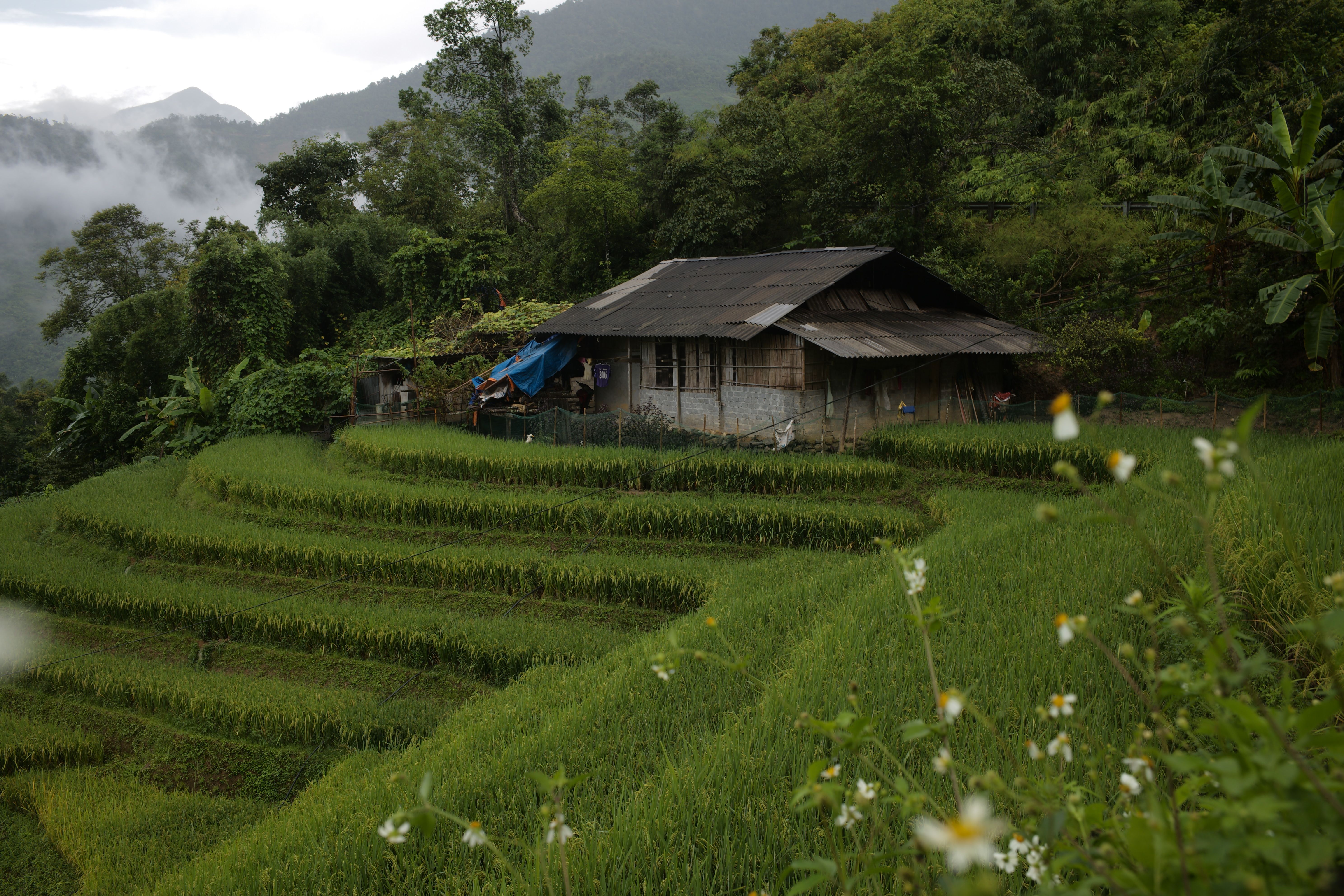 Casa tradicional entre arrozales en terrazas en una zona de montaña de Vietnam