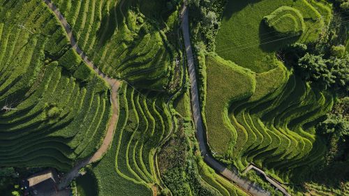 Free Aerial image of lush green terraced rice fields in Lào Cai, Vietnam, showcasing agricultural beauty. Stock Photo