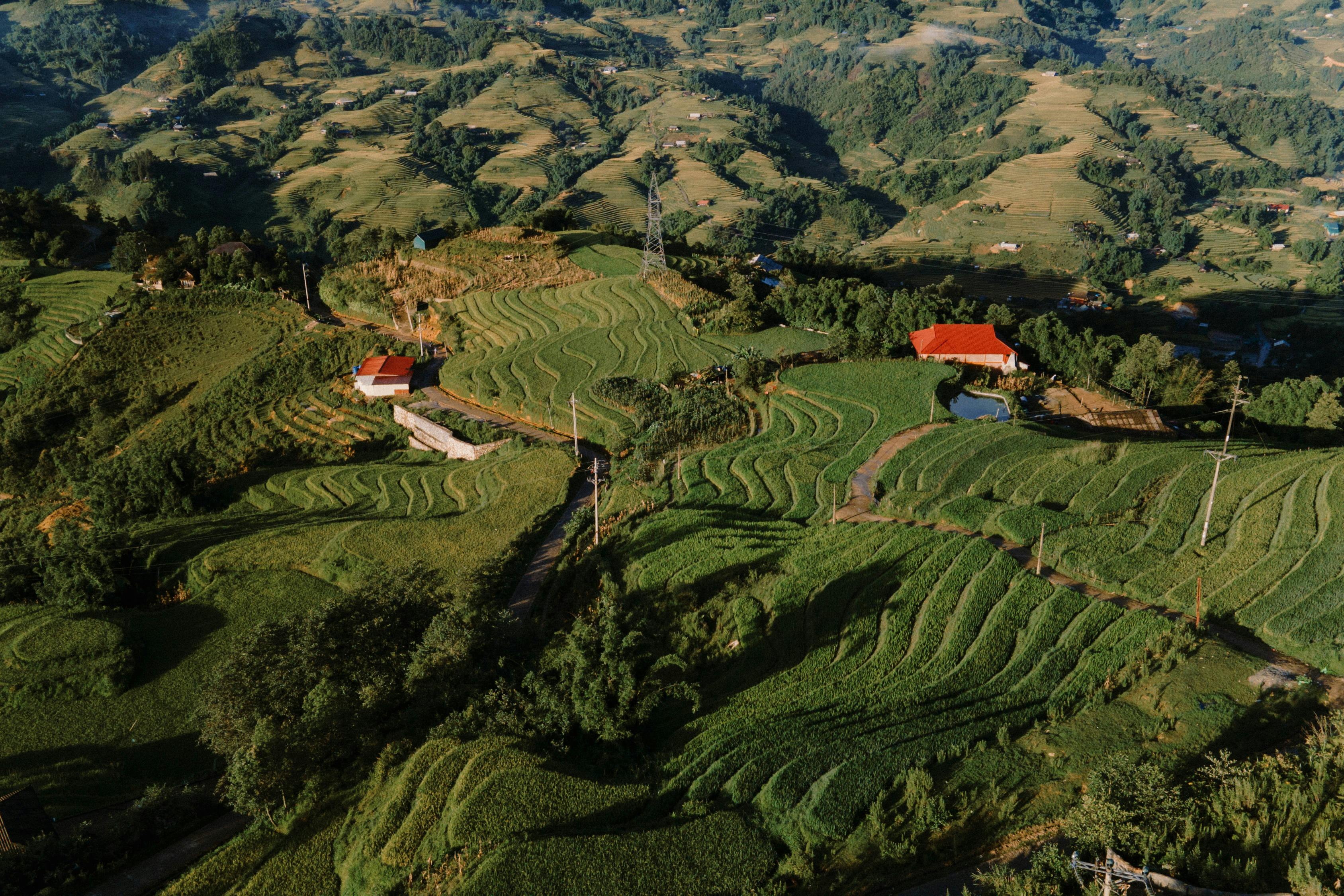 Aerial view of vibrant terraced rice fields in Lào Cai, Vietnam, showcasing rich landscapes.