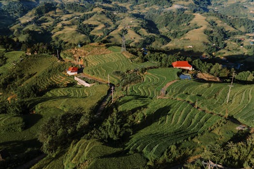 Aerial view of vibrant terraced rice fields in Lào Cai, Vietnam, showcasing rich landscapes.