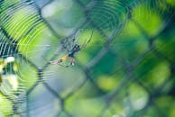 一只五颜六色的蜘蛛在郁郁葱葱的绿叶中织出精细的蛛网，捕捉到大自然错综复杂的美