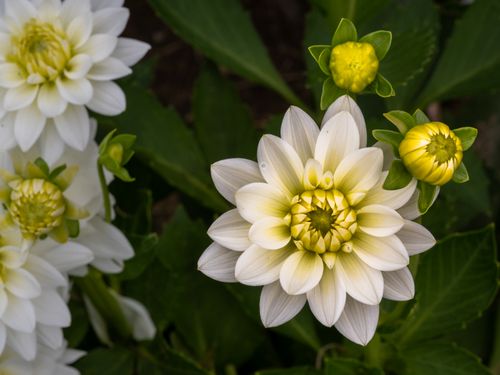 Free Close-up view of blooming white and yellow dahlias in natural garden setting. Stock Photo