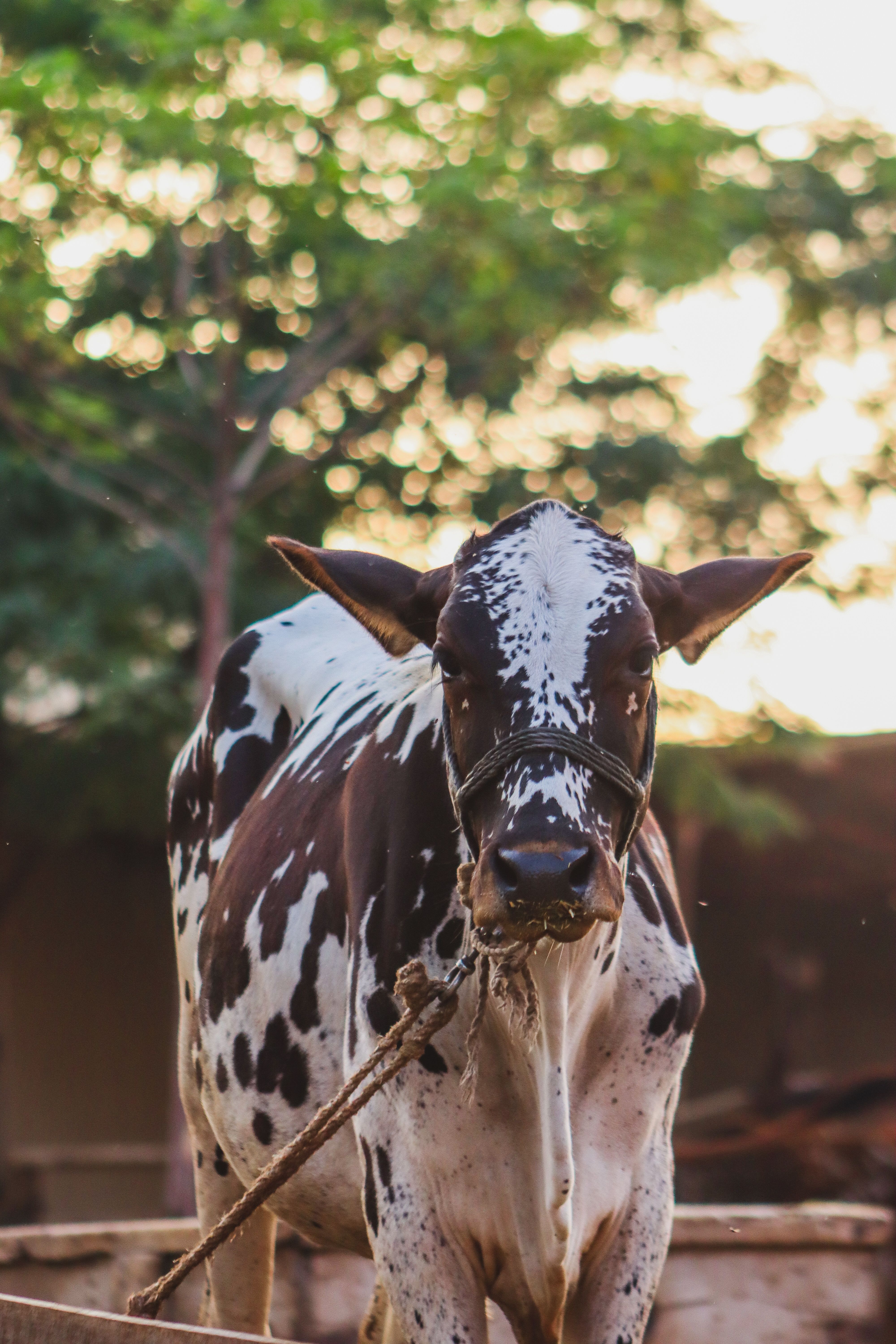 A Holstein cow standing outside with trees in the background during a sunny day.