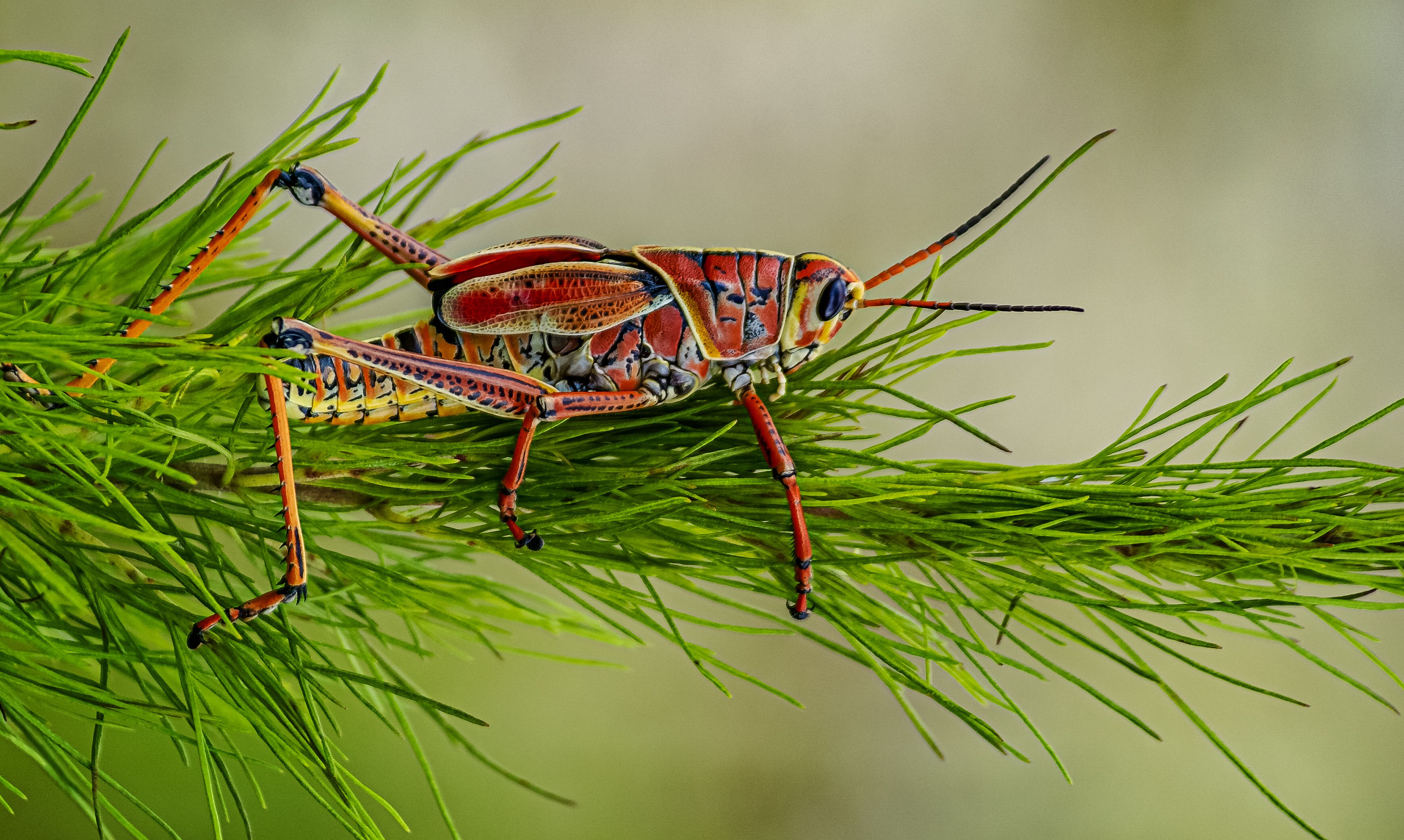 Vivid red grasshopper perched on lush green leaf, showcasing nature's vibrancy.