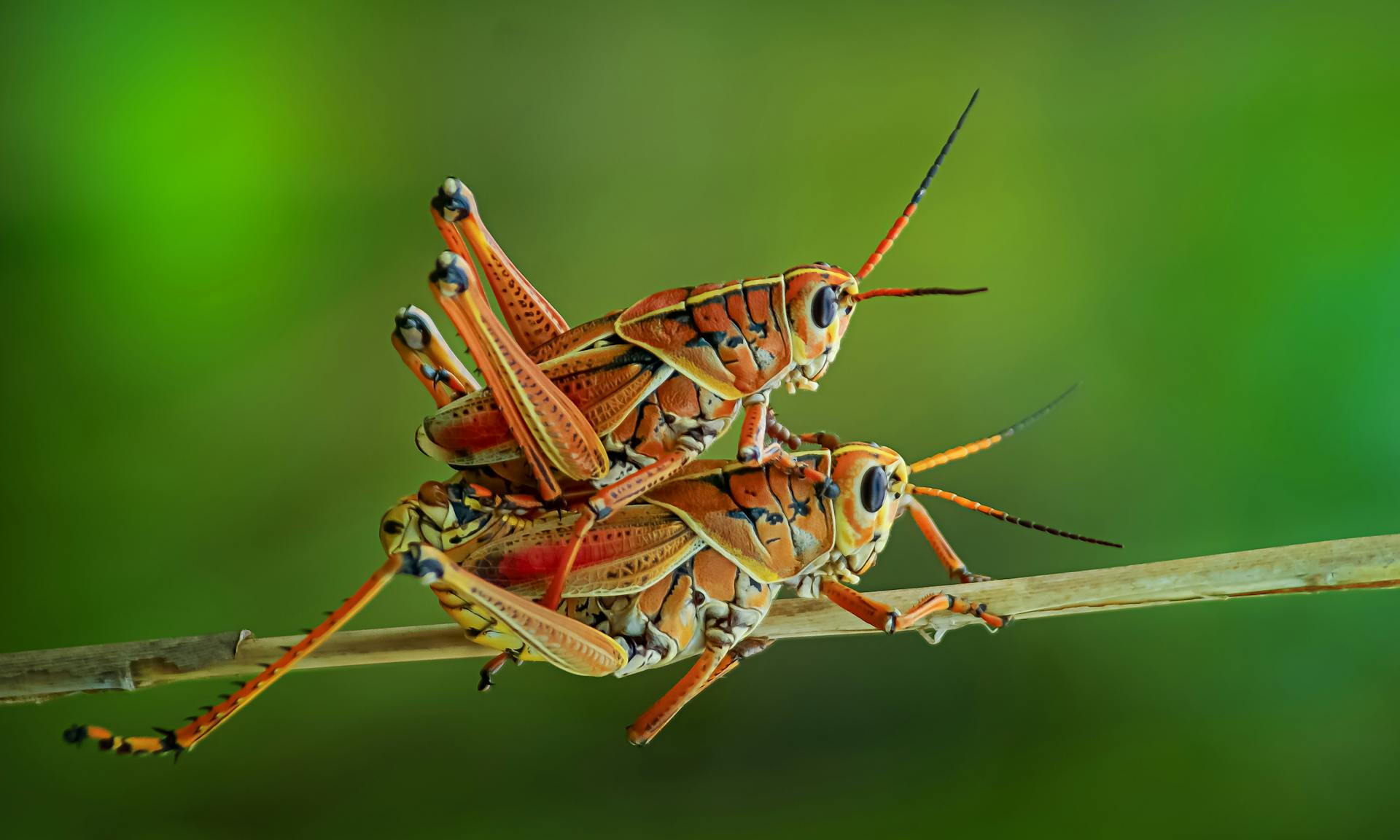 Vibrant grasshoppers mating on a branch, captured in nature with vivid colors.