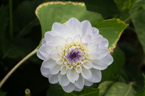 Free A stunning white dahlia flower in full bloom captures nature's beauty and elegance. Stock Photo