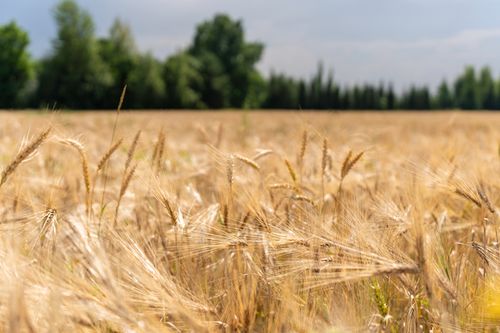 Free A breathtaking view of a golden wheat field under a clear summer sky with lush green trees in the background. Stock Photo