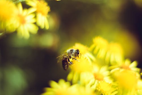 Macro Photography of Bee Perched On Flower