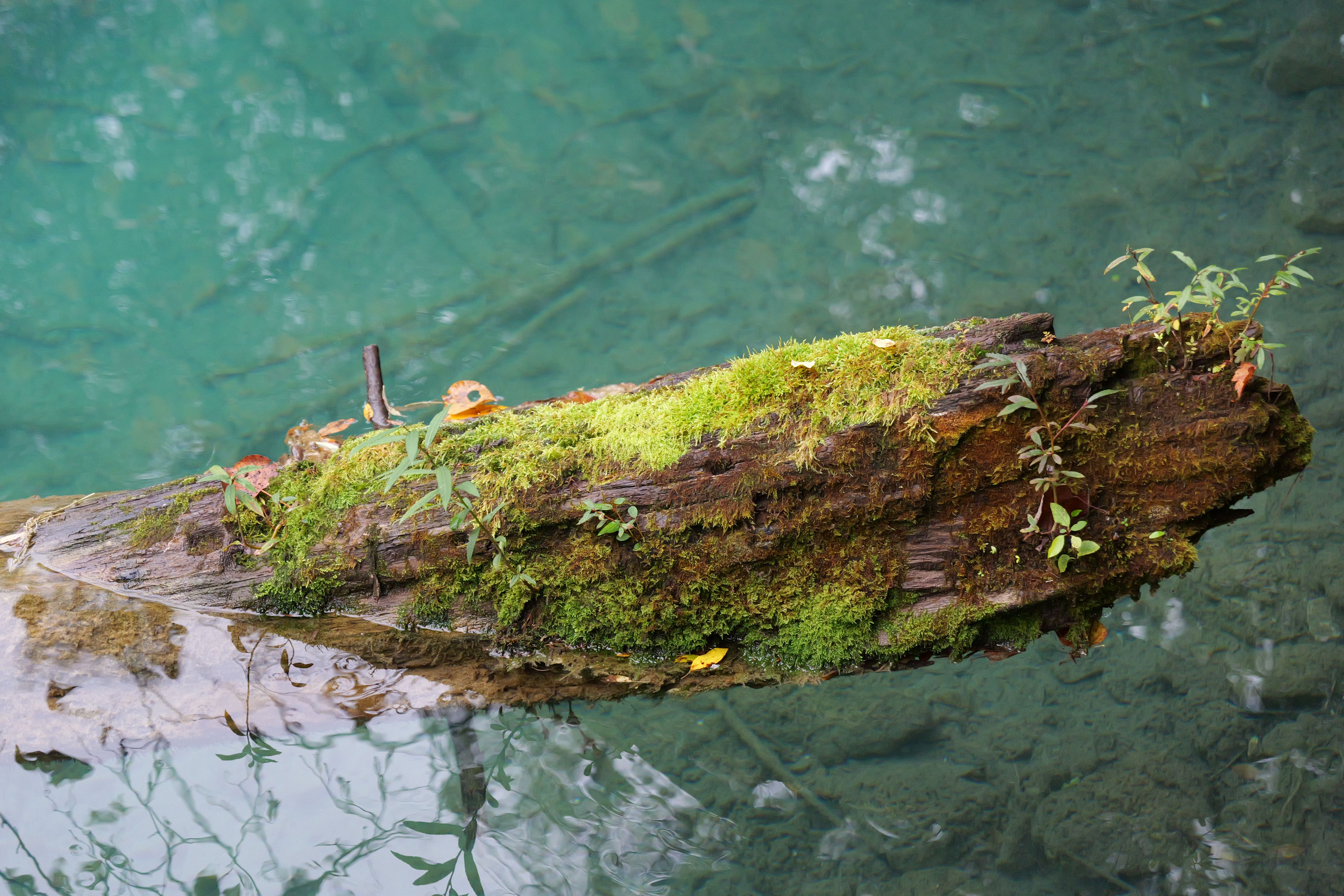 Klares Flusswasser in natürlicher Umgebung