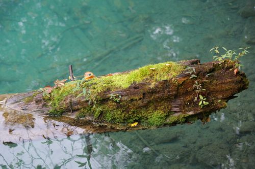 Free A moss-covered log in a turquoise stream creates a serene natural scene. Stock Photo