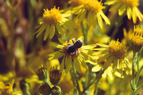 Kostnadsfri bild av bi, blommor, insekt