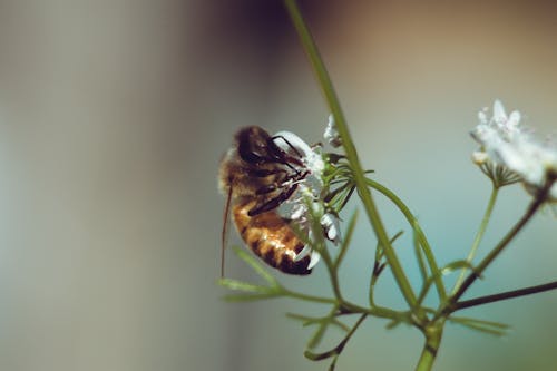 곤충, 꽃, 매크로의 무료 스톡 사진