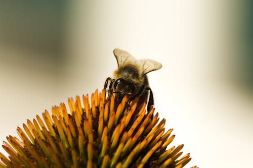 無料 花にとまる蜂のマクロ写真 写真素材