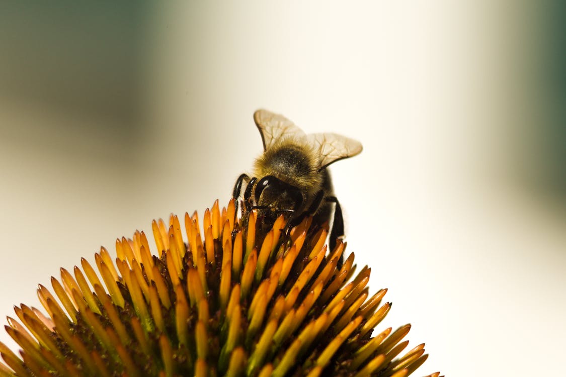 Free Macro Photo of Bee Perched On Flower Stock Photo