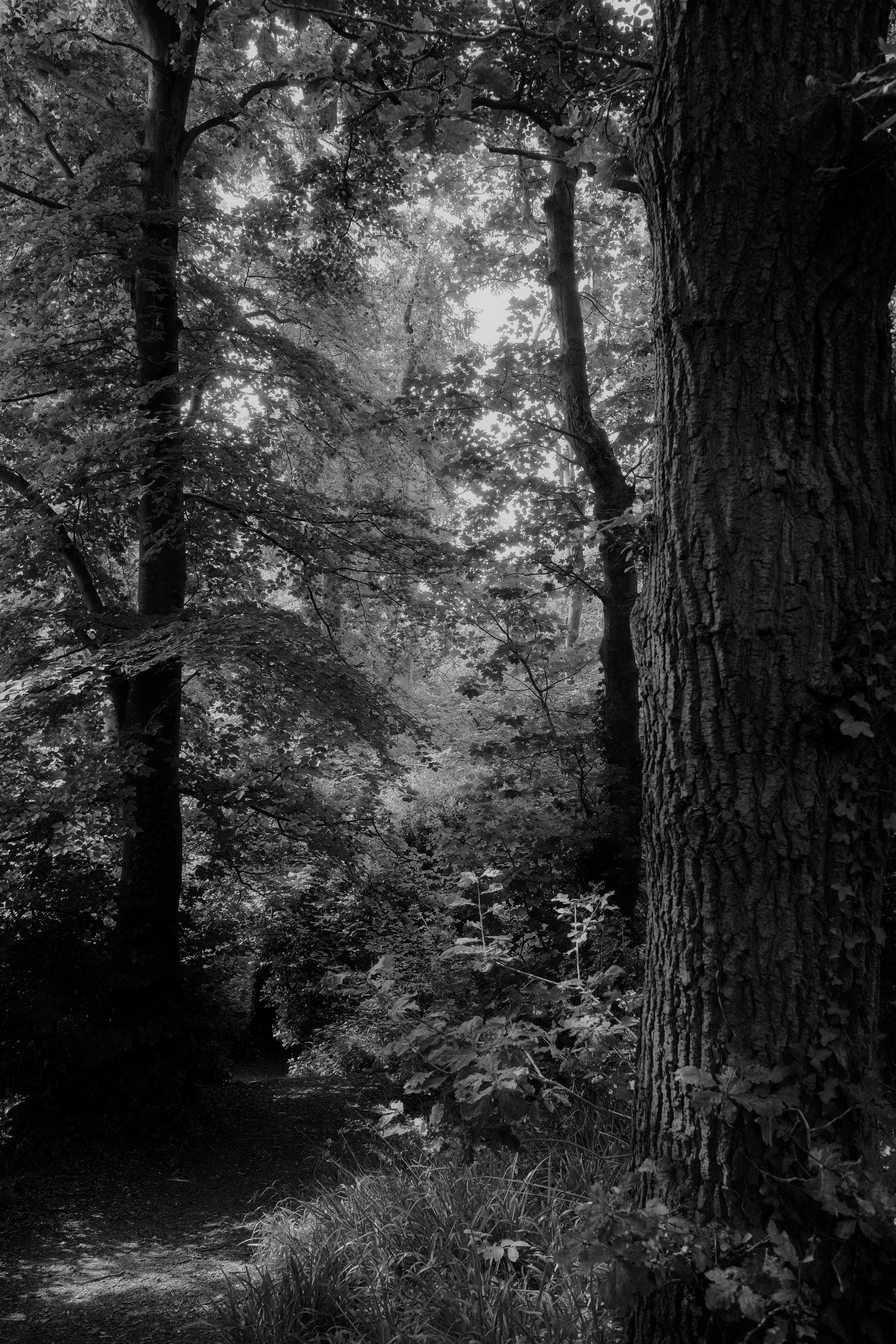 Eerie black and white photo of a misty forest path surrounded by tall trees.