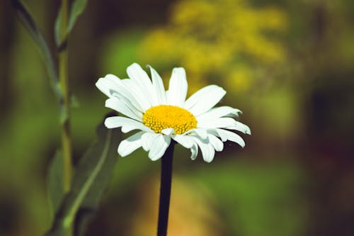 Kostnadsfri bild av daisy, kronblad, makro