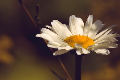 꽃잎, 데이지, 매크로의 무료 스톡 사진