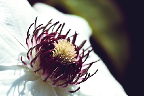 Kostnadsfri bild av flora, kronblad, natur