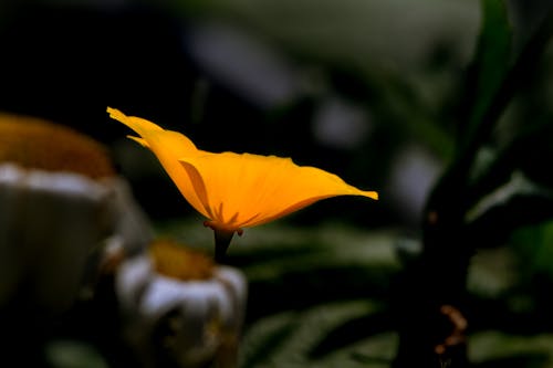 Kostnadsfri bild av apelsin, blomning, kronblad