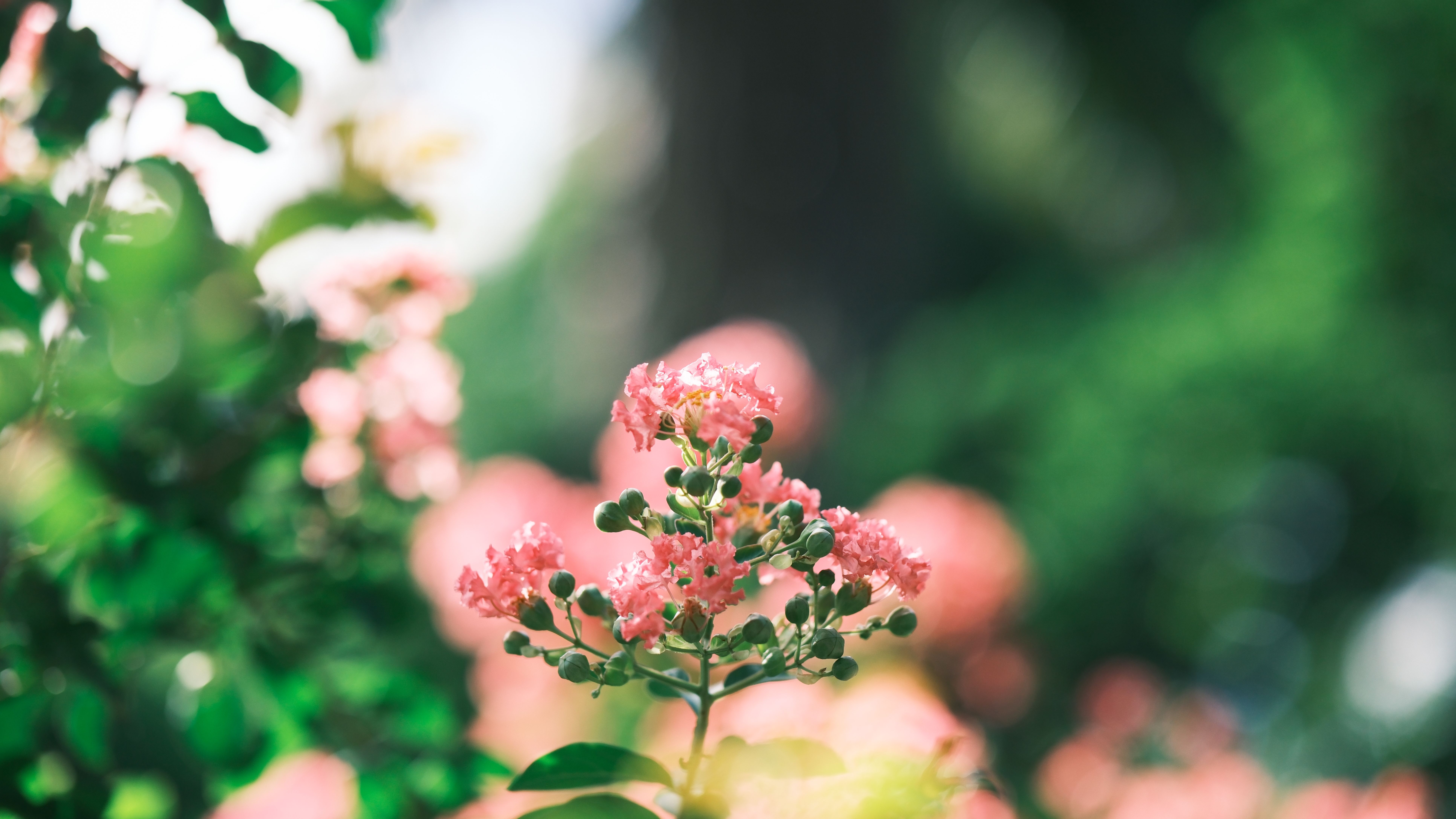 A close up of pink flowers in the garden · Free Stock Photo