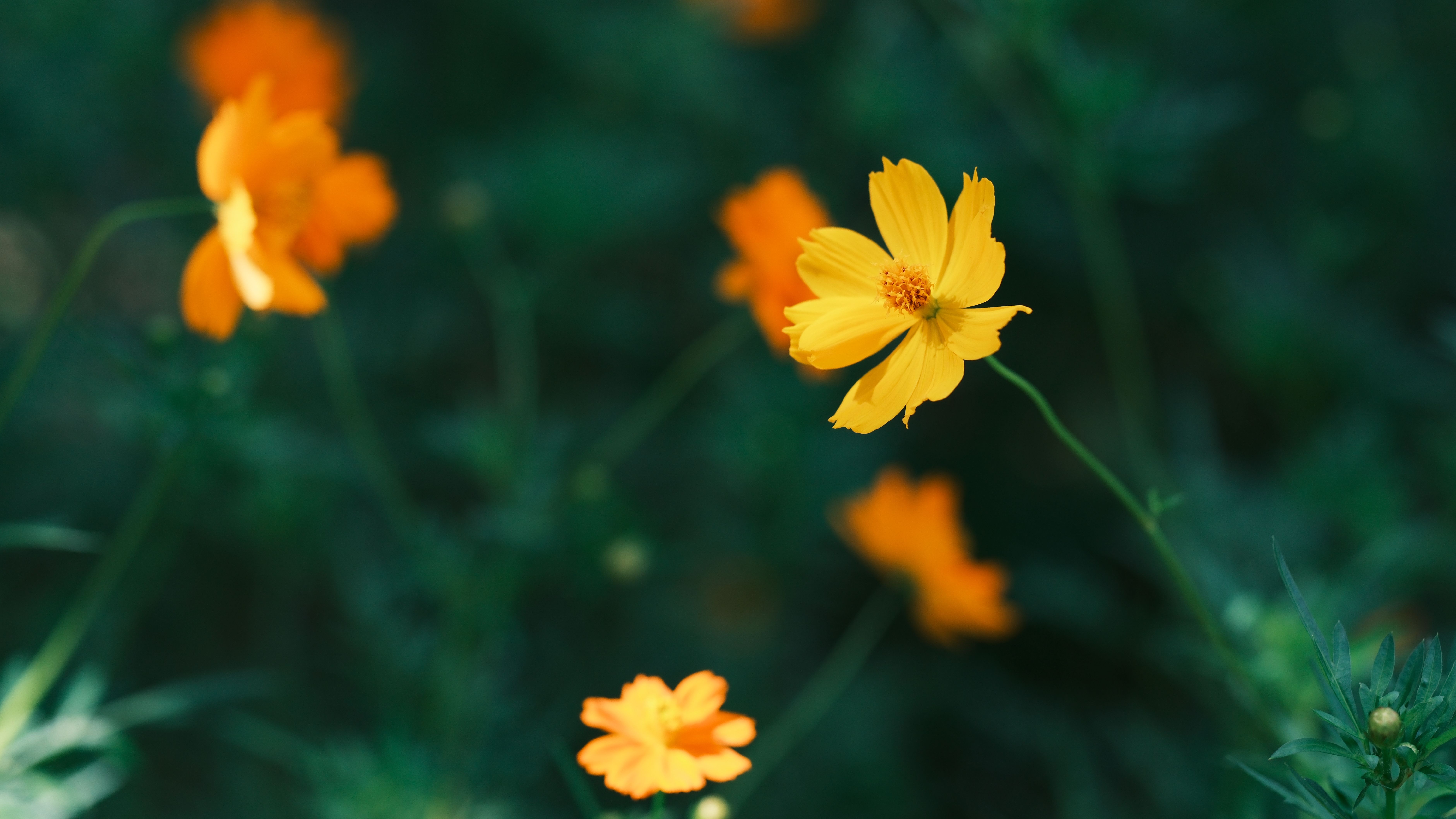 Les meilleures pratiques pour cultiver des fleurs CBD pur