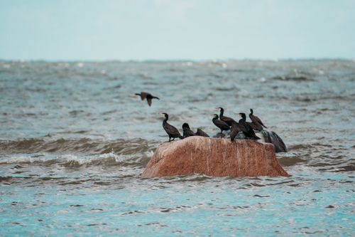 Free A group of cormorants resting on a rock by the sea shore at sunrise. Stock Photo