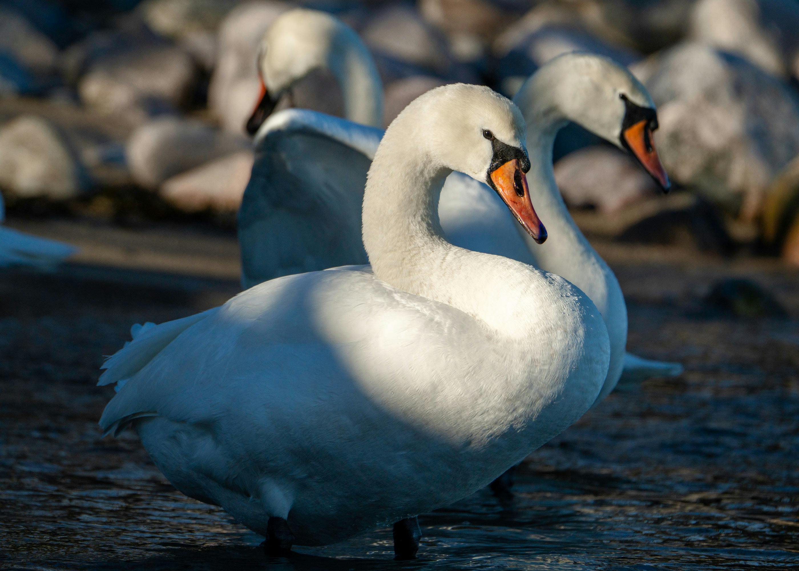 Mute Swan Congregation — Abbotsbury