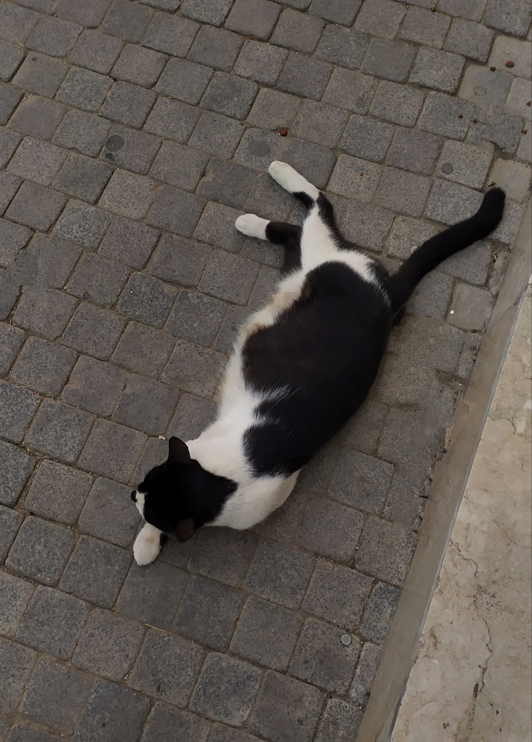A black and white cat laying on the ground · Free Stock Photo