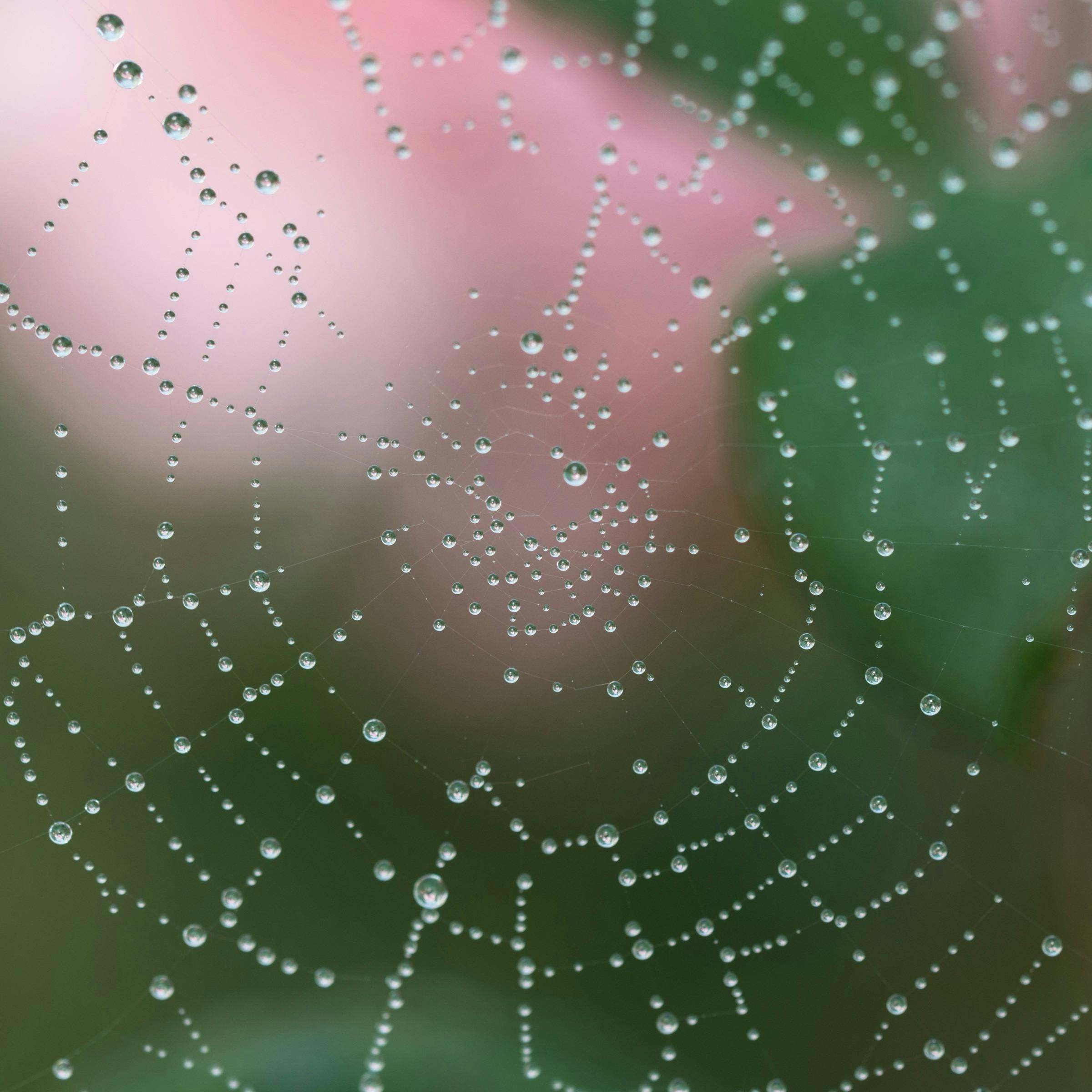 blur close up cobweb dew