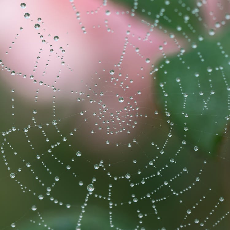 Free Macro Photography of Spider Web With Water Drops Stock Photo