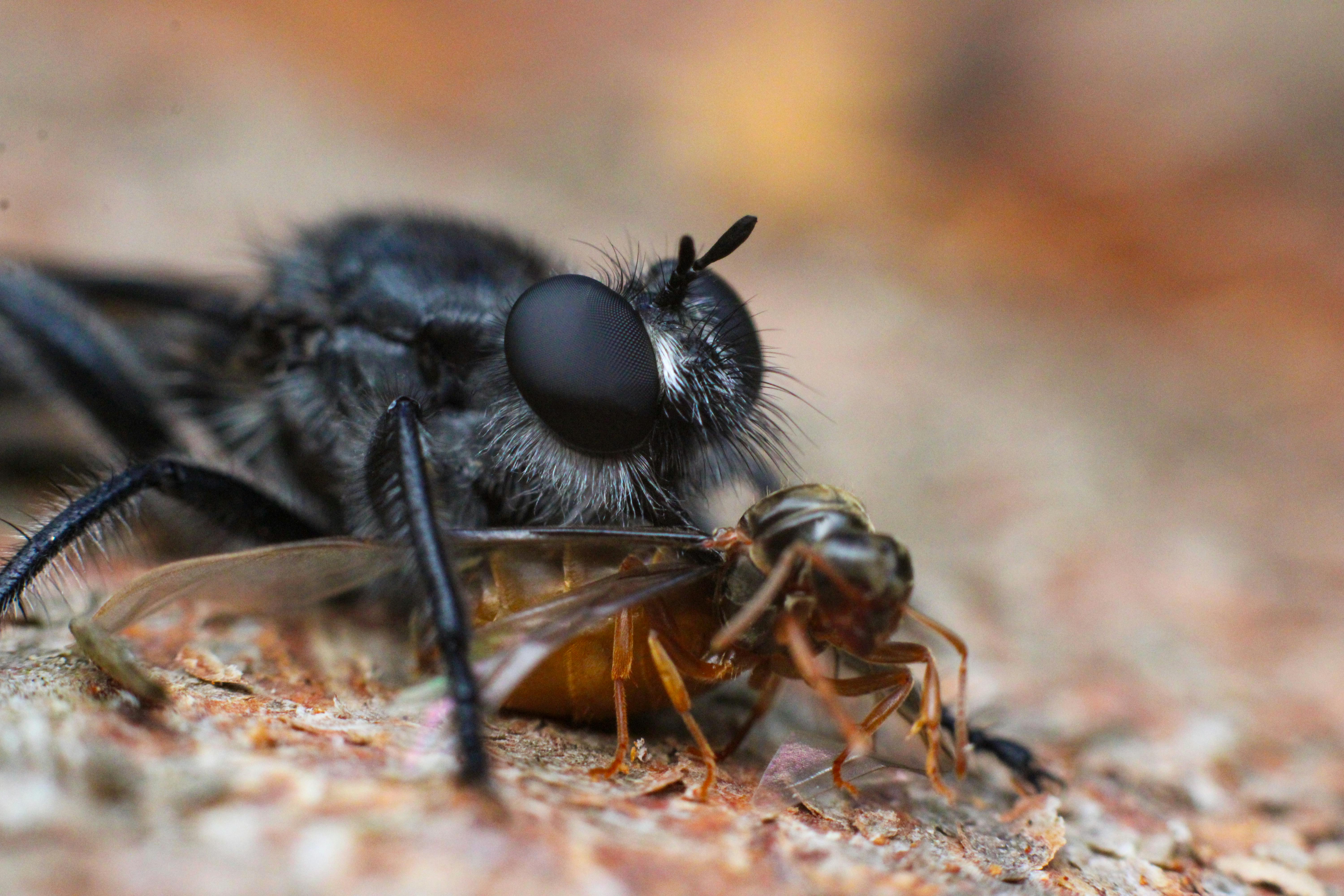 A detailed macro photograph of a predatory robber fly capturing its prey, showcasing nature's raw predation.