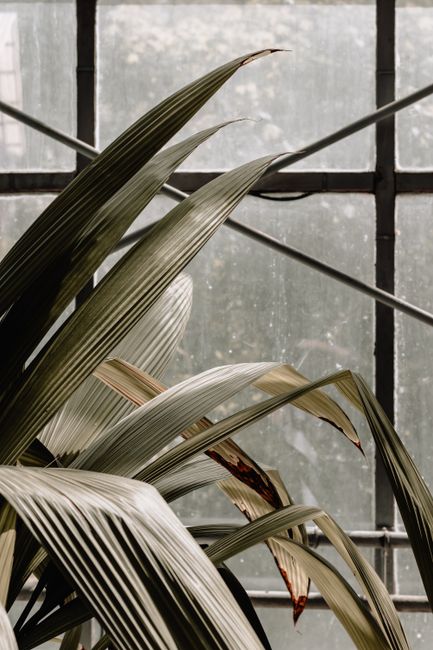 Close-up of indoor palm leaves with natural light filtering through a window, creating a serene atmosphere.
