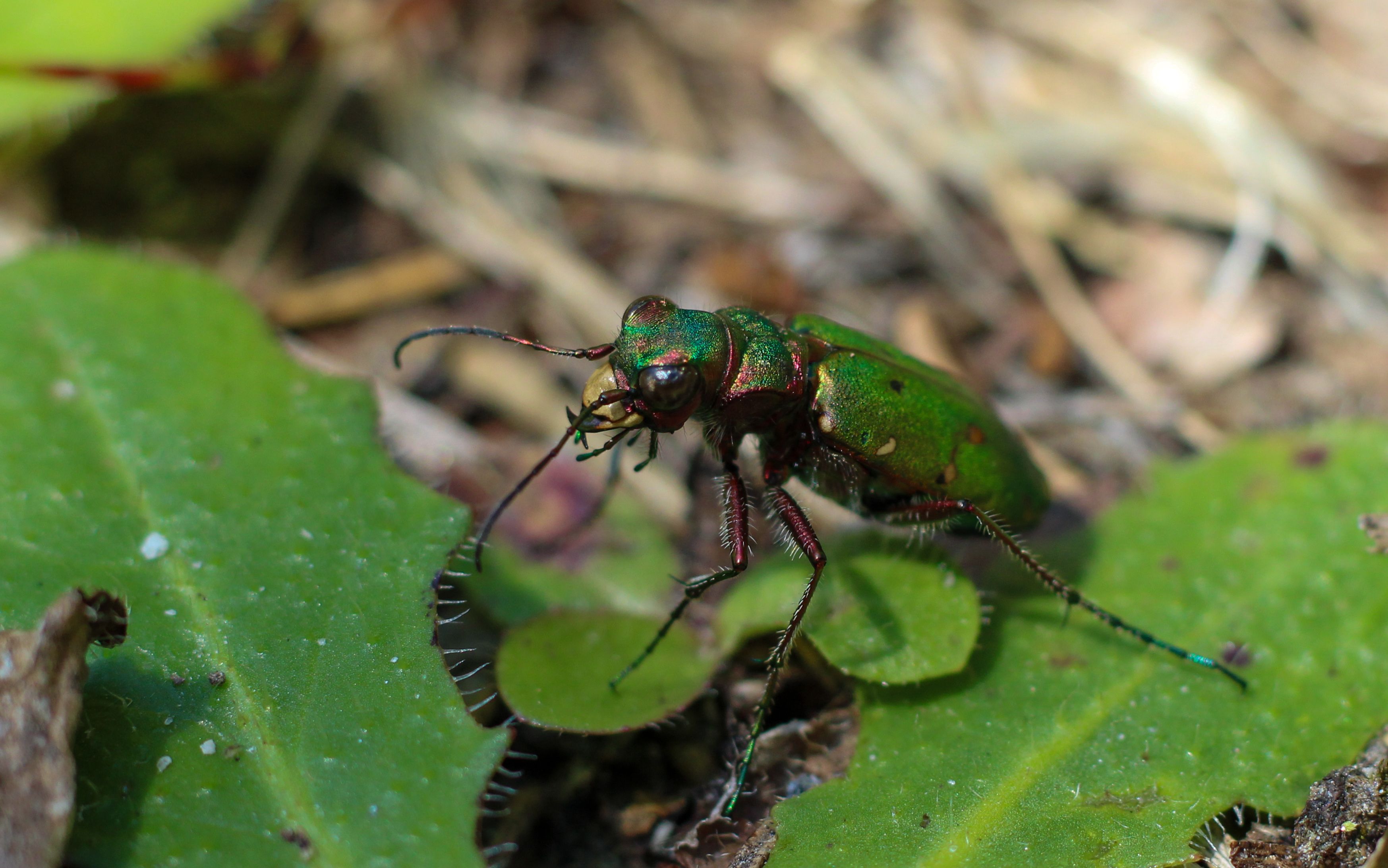 Get crisp close-ups of insects on a moving trail