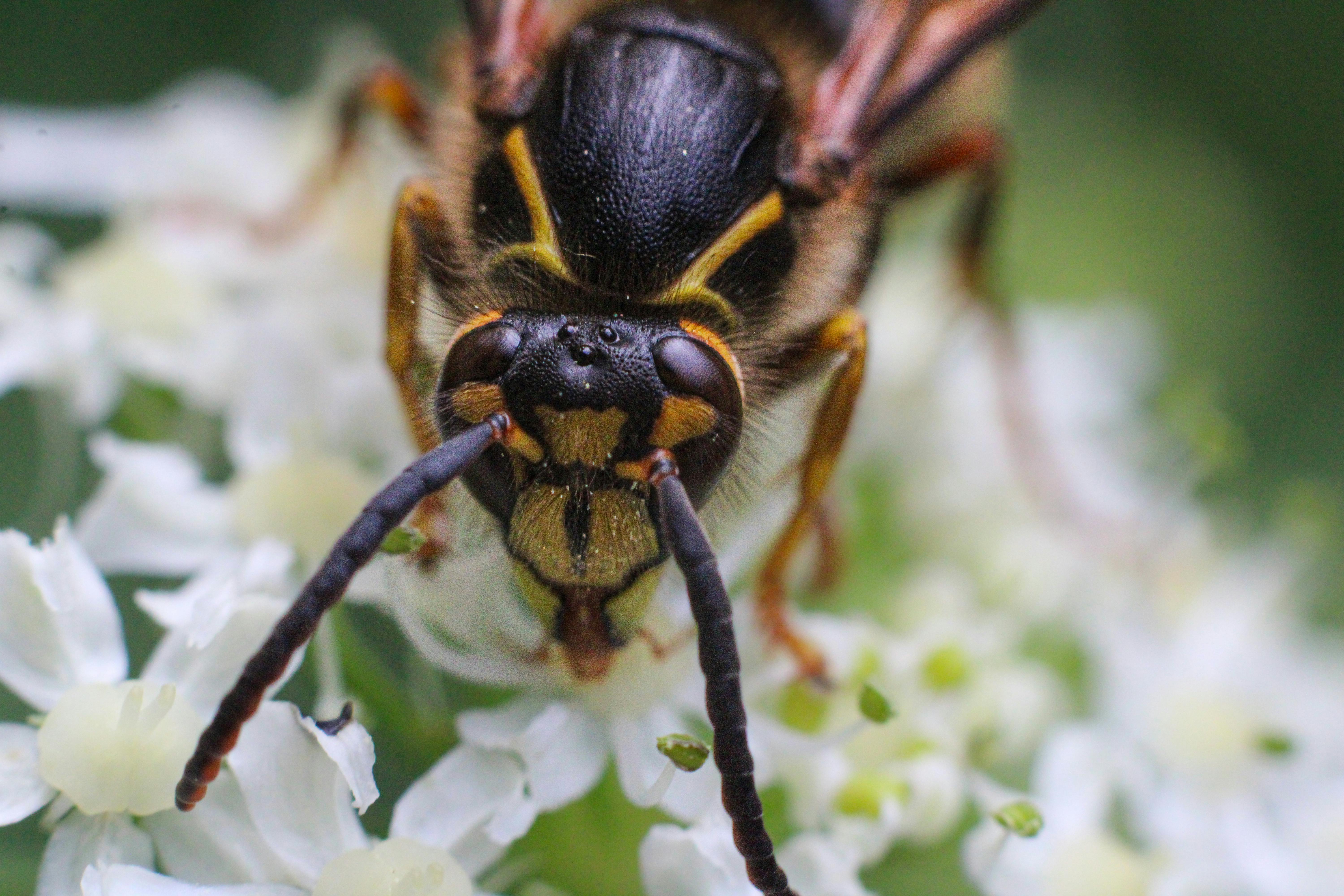 Detailed macro shot of a Median wasp on white flowers, showcasing its features.