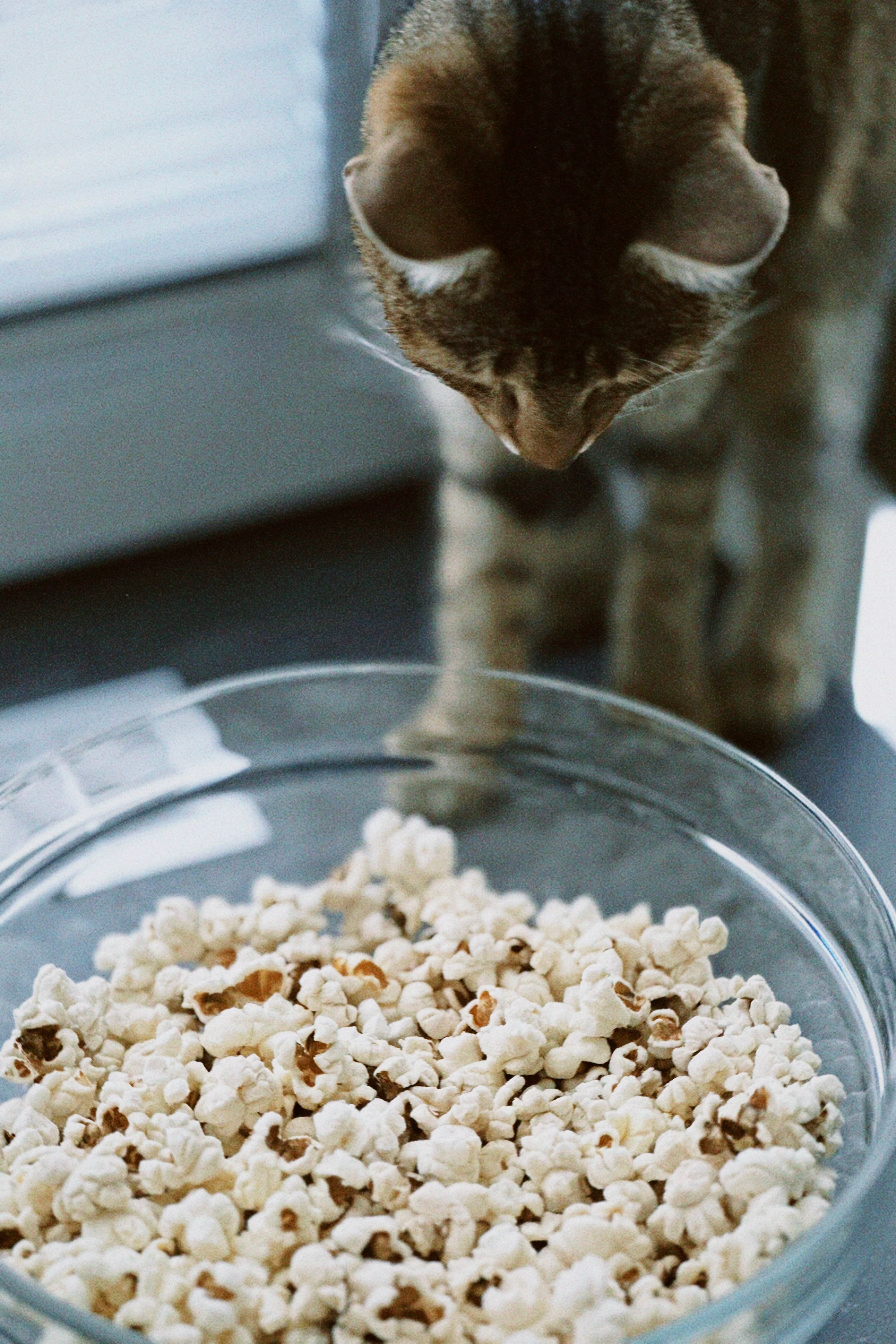 pet food culinary health
