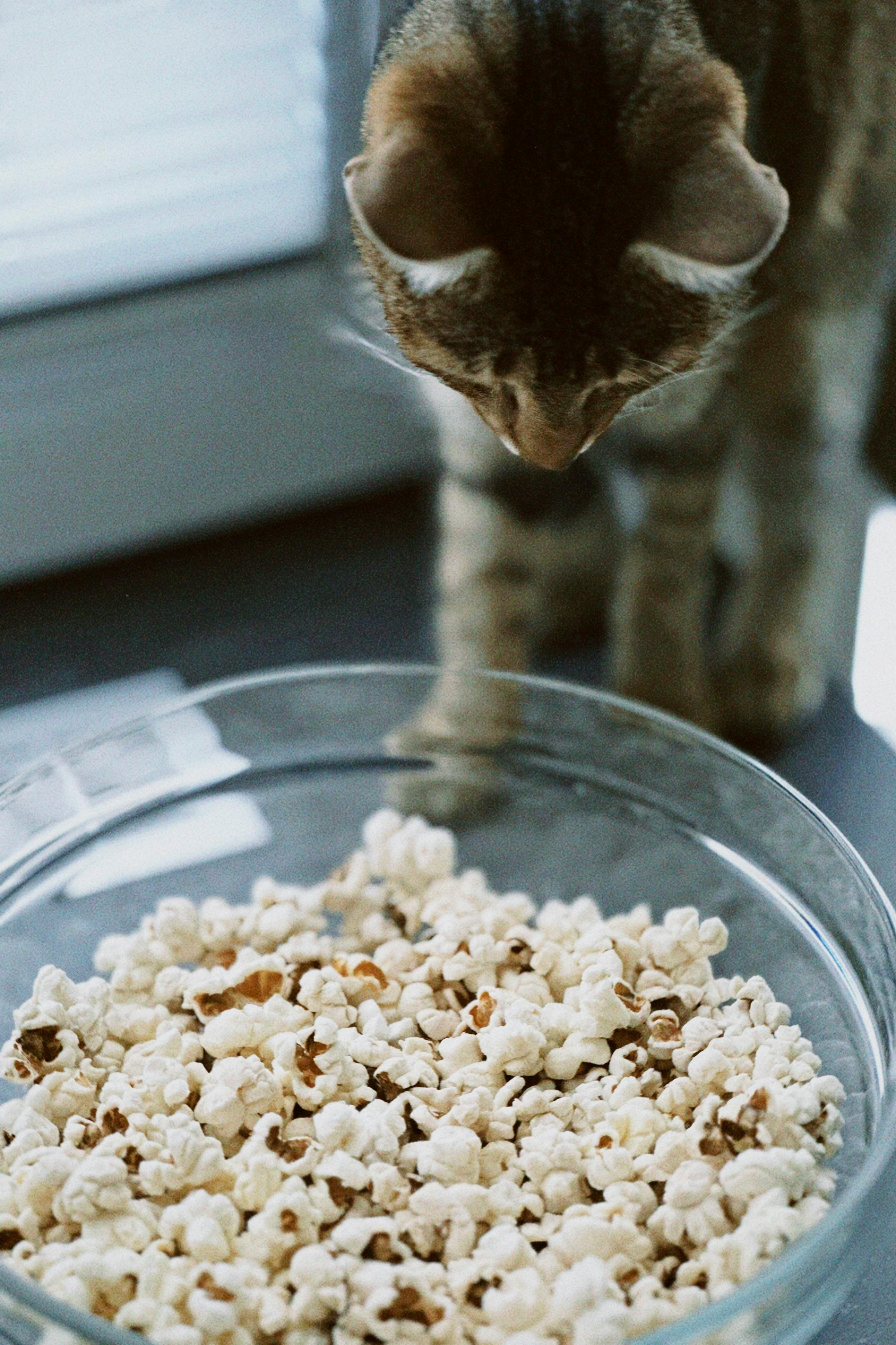 Gratuit Photos gratuites de #intérieur, à l'intérieur, alimenter Photos