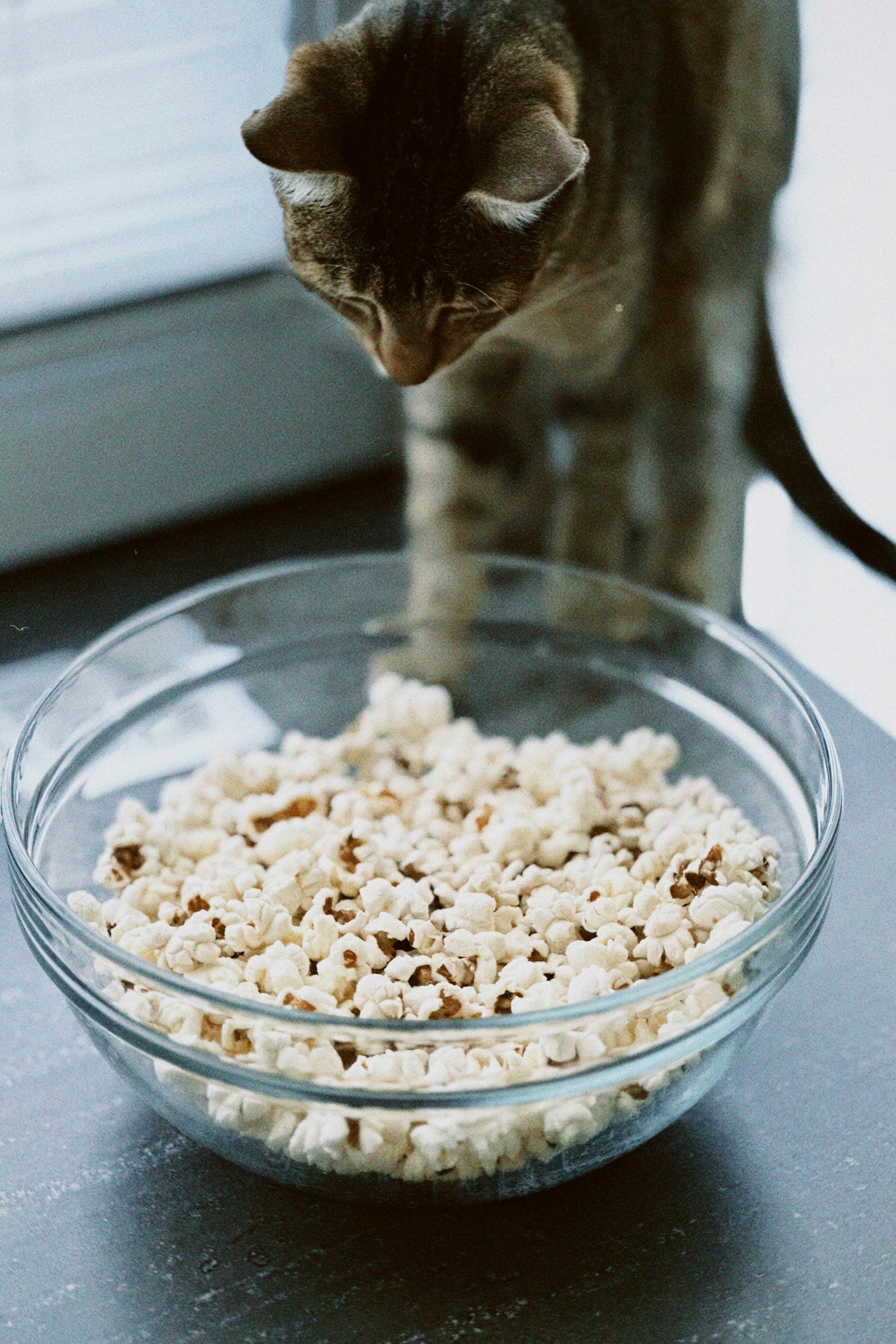 A cat looking at a bowl of popcorn