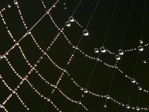 Wassertau Auf Spinnennetz