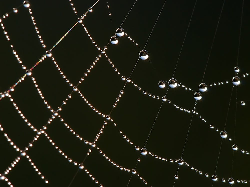무료 거미줄에 물 이슬 스톡 사진