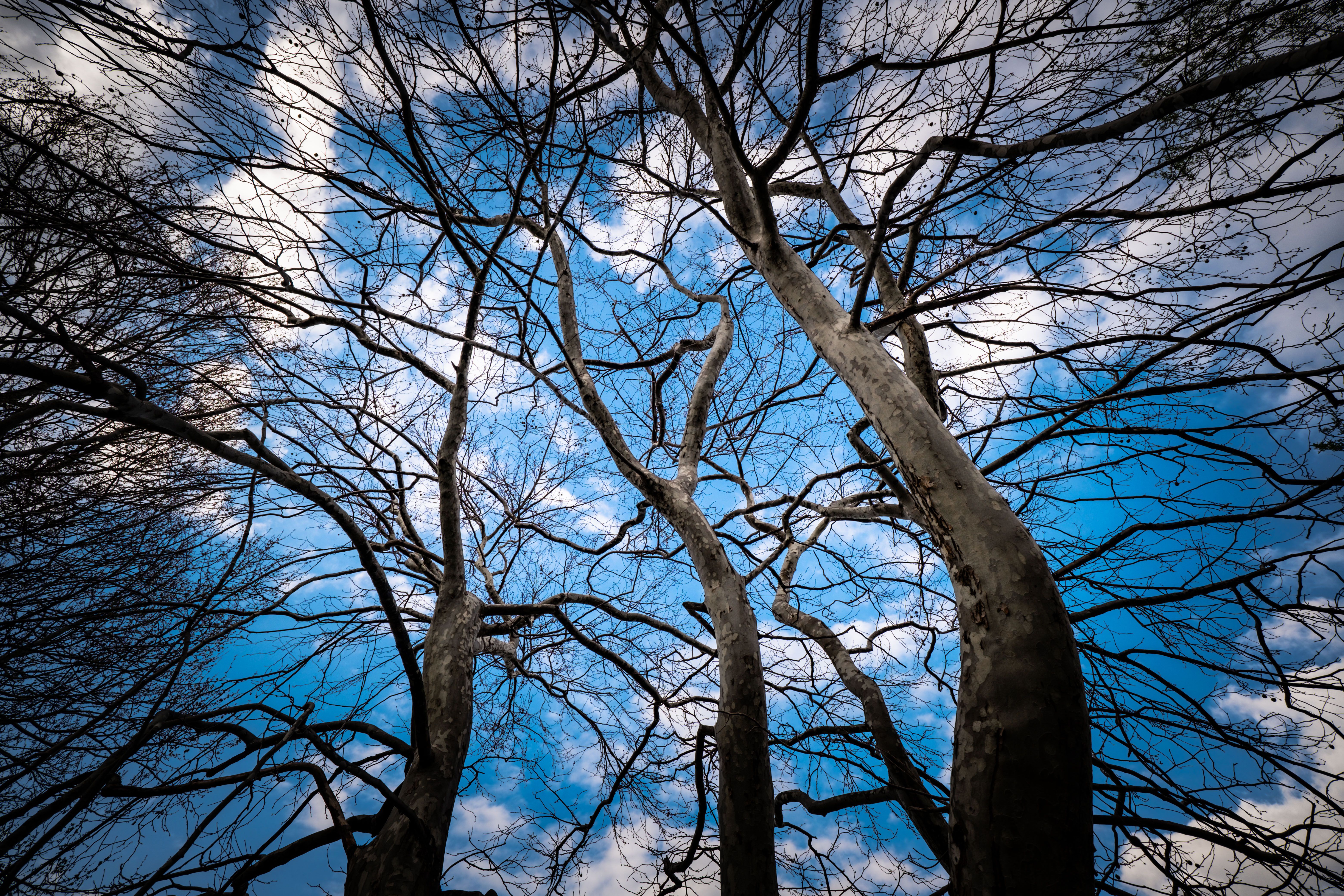 A tree with blue sky and clouds in the background · Free Stock Photo