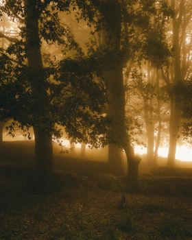 Serene forest landscape with sunbeams piercing through misty trees at dawn in autumn.
