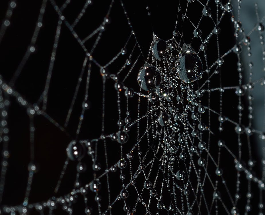 Free Water Droplets on Spider Web Stock Photo