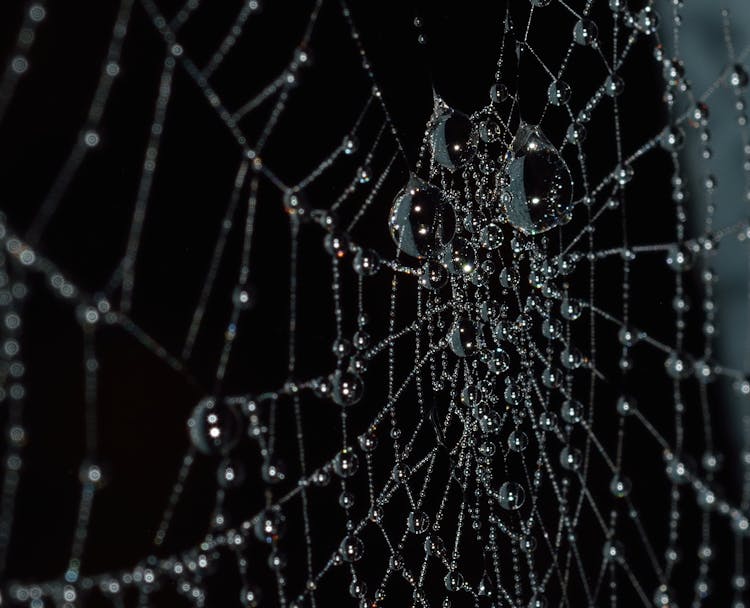 Water Droplets On Spider Web