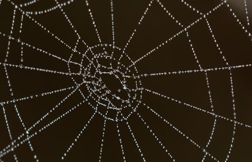 Selektive Fokusfotografie Des Spinnennetzes