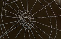 蜘蛛网的特写中，露珠凸显了复杂的图案